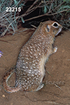 Spermophilus-spilosoma